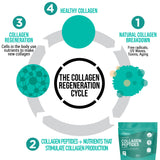 PhiNaturals Collagen Peptides 454g - poudre collagene boisson – PhiNaturals Collagen Peptides Diagram | collagene cycle - peptides de collagene-collagene en poudre-poudre de collagène hydrolysée-collagene marin en poudre